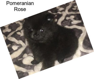 Pomeranian Rose