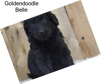 Goldendoodle Belle