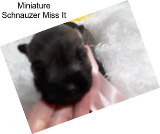 Miniature Schnauzer Miss It