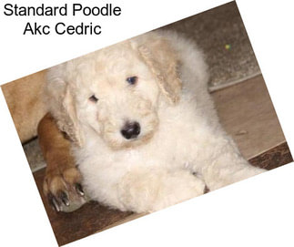 Standard Poodle Akc Cedric