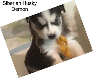 Siberian Husky Demon