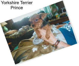 Yorkshire Terrier Prince