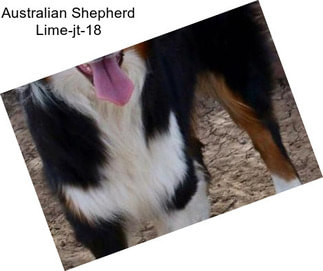 Australian Shepherd Lime-jt-18