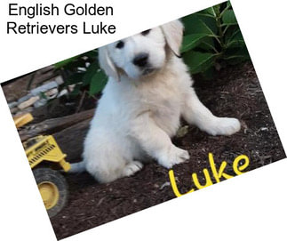 English Golden Retrievers Luke