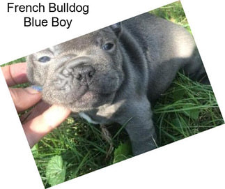 French Bulldog Blue Boy