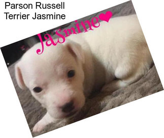 Parson Russell Terrier Jasmine