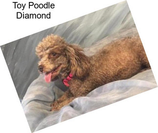 Toy Poodle Diamond