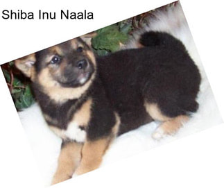 Shiba Inu Naala