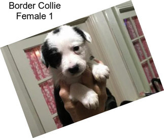 Border Collie Female 1