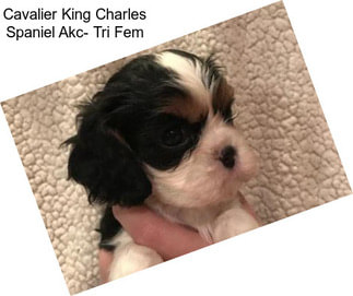 Cavalier King Charles Spaniel Akc- Tri Fem