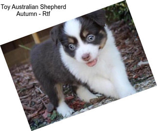 Toy Australian Shepherd Autumn - Rtf