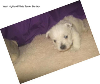 West Highland White Terrier Bentley