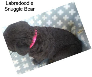 Labradoodle Snuggle Bear