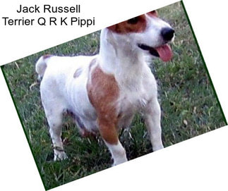 Jack Russell Terrier Q R K Pippi