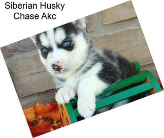 Siberian Husky Chase Akc
