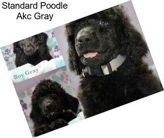 Standard Poodle Akc Gray