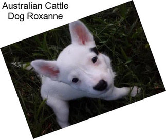 Australian Cattle Dog Roxanne