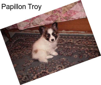 Papillon Troy