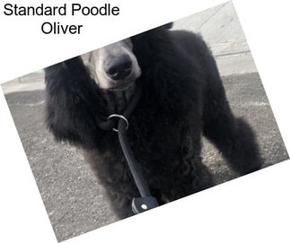 Standard Poodle Oliver