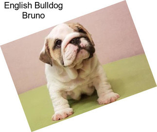 English Bulldog Bruno