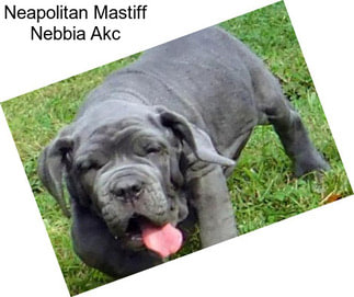 Neapolitan Mastiff Nebbia Akc