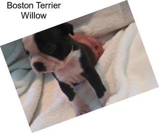 Boston Terrier Willow