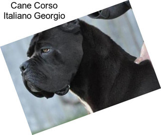 Cane Corso Italiano Georgio