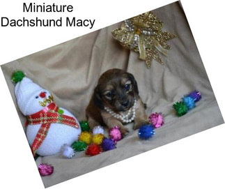 Miniature Dachshund Macy