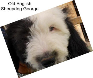 Old English Sheepdog George