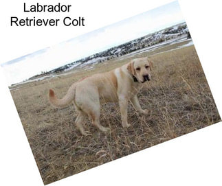 Labrador Retriever Colt