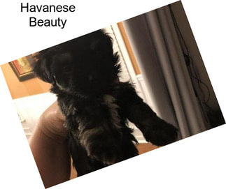 Havanese Beauty