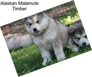 Alaskan Malamute Timber