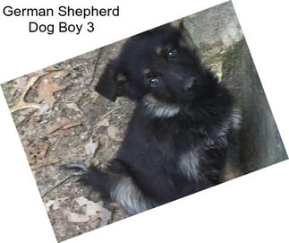 German Shepherd Dog Boy 3