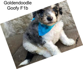 Goldendoodle Goofy F1b