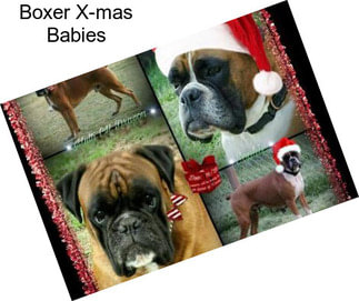 Boxer X-mas Babies