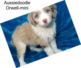 Aussiedoodle Orwell-mini