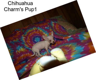 Chihuahua Charm\'s Pup1