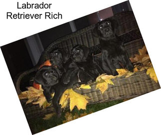 Labrador Retriever Rich