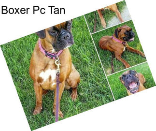 Boxer Pc Tan