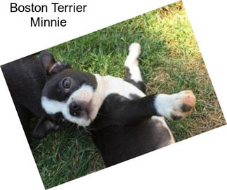 Boston Terrier Minnie