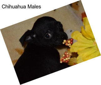 Chihuahua Males