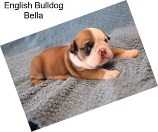 English Bulldog Bella