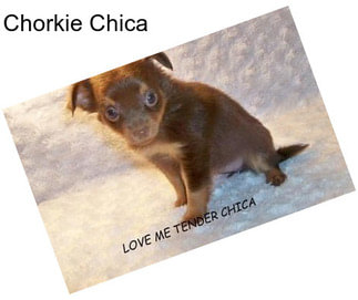 Chorkie Chica