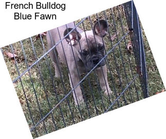 French Bulldog Blue Fawn