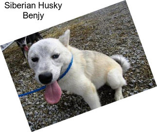 Siberian Husky Benjy