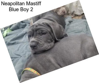 Neapolitan Mastiff Blue Boy 2
