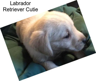 Labrador Retriever Cutie