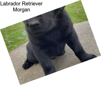 Labrador Retriever Morgan