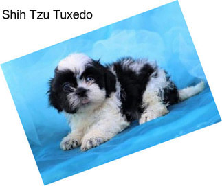 Shih Tzu Tuxedo