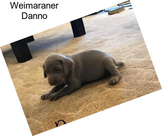 Weimaraner Danno